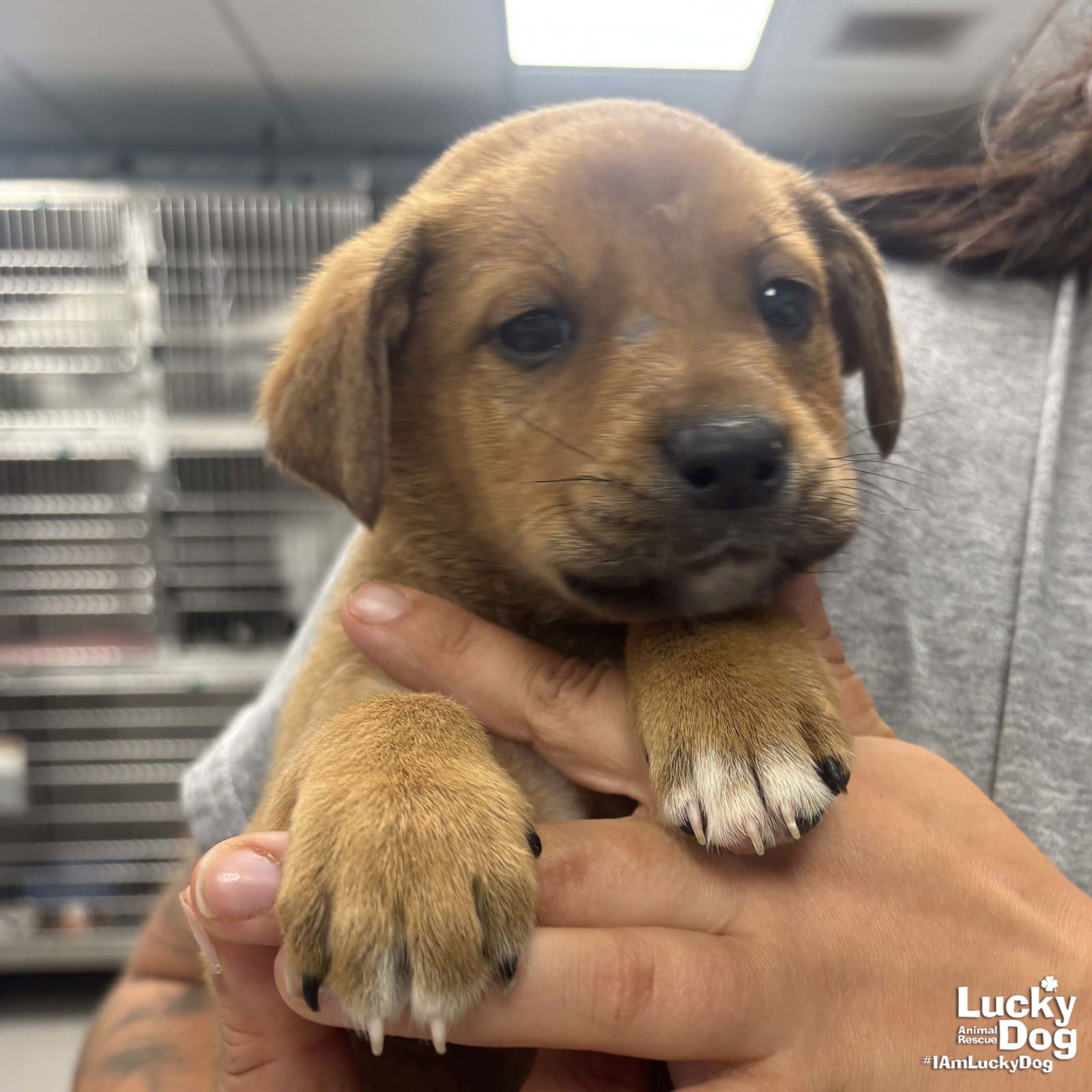 DINO - Shepherd available for adoption