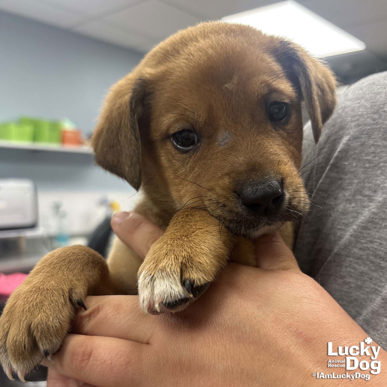 DINO - Shepherd available for adoption