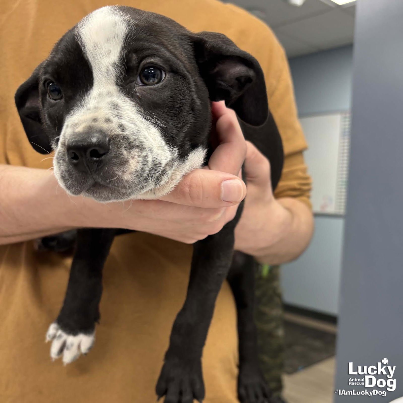 MILEY - Labrador Retriever / Terrier available for adoption
