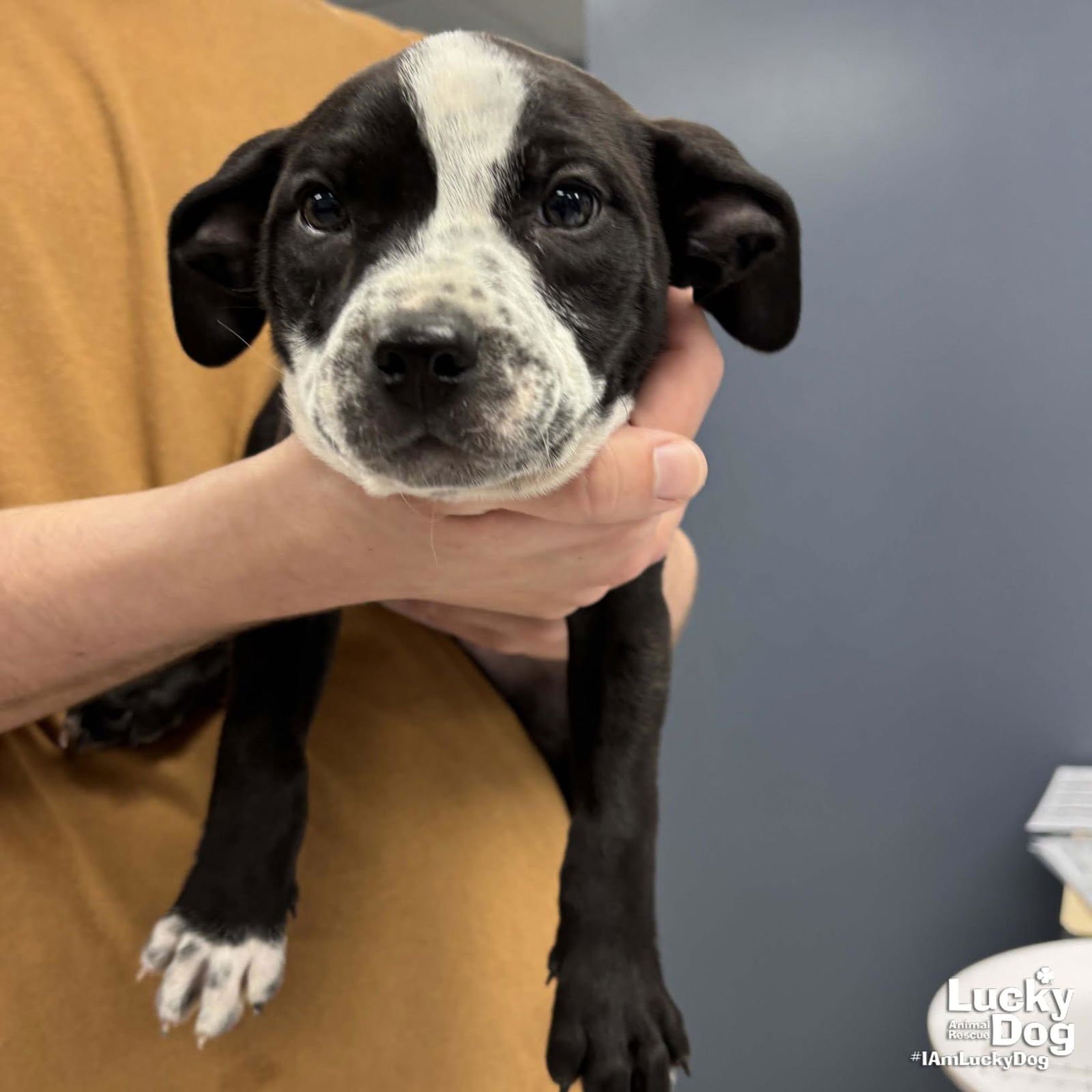 MILEY - Labrador Retriever / Terrier available for adoption