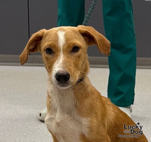 DELTA - Labrador Retriever / Dachshund available for adoption