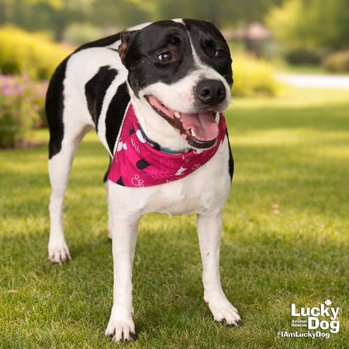 VIOLETA - Pointer / Retriever available for adoption