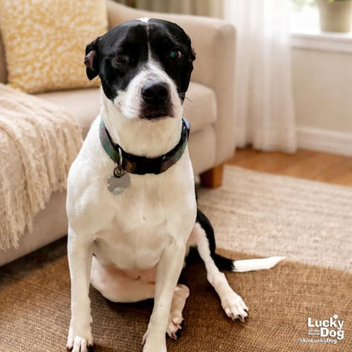 VIOLETA - Pointer / Retriever available for adoption