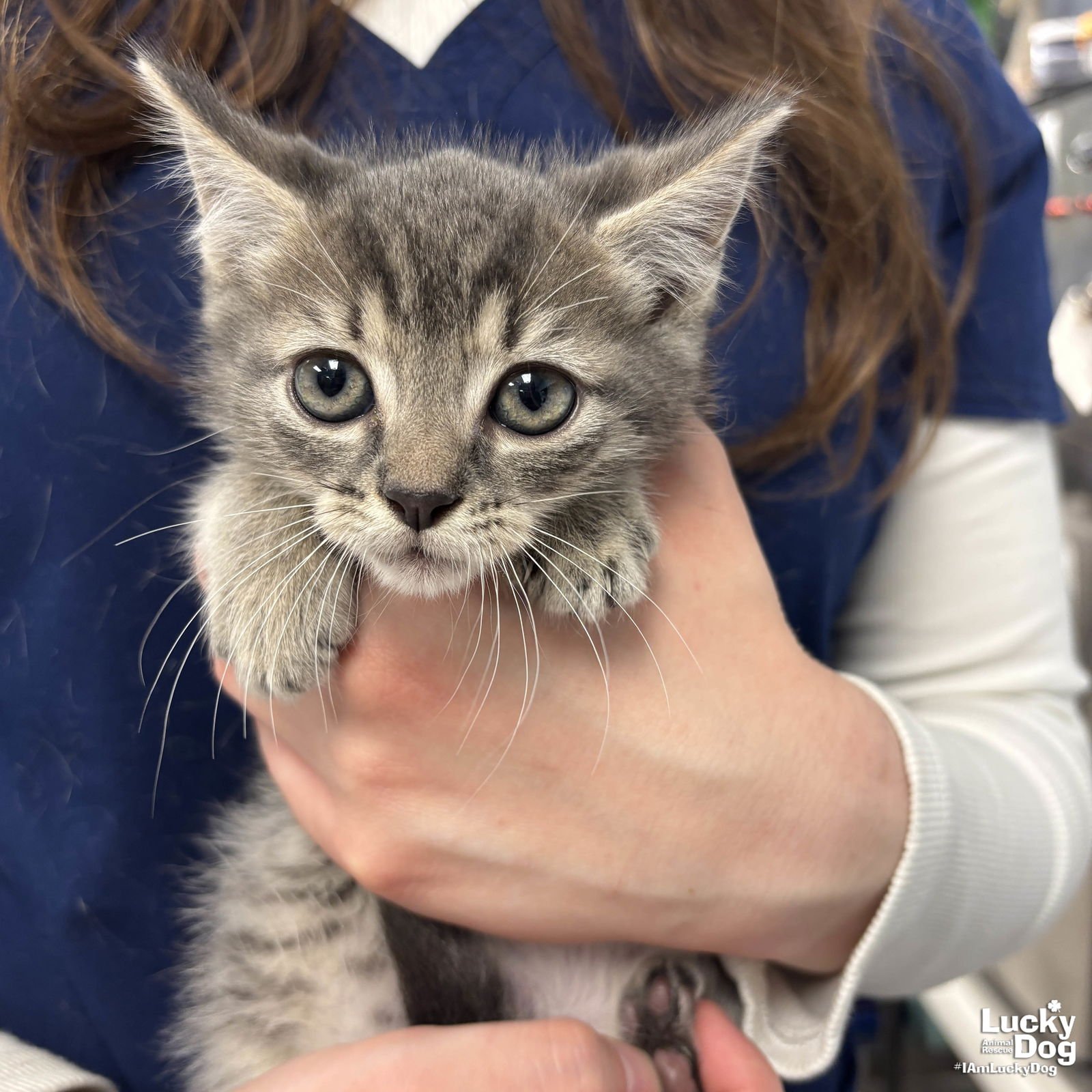 MR. PANINI - Domestic Short Hair available for adoption
