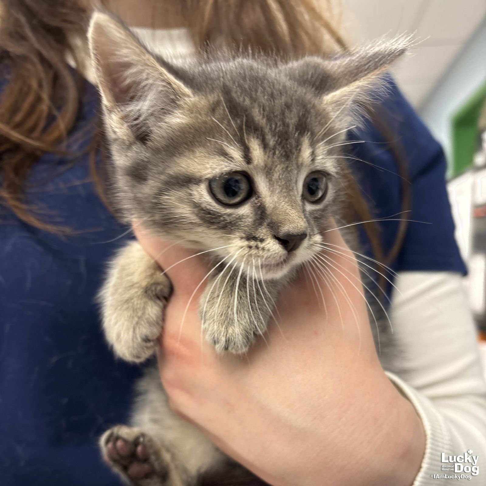 MR. PANINI - Domestic Short Hair available for adoption