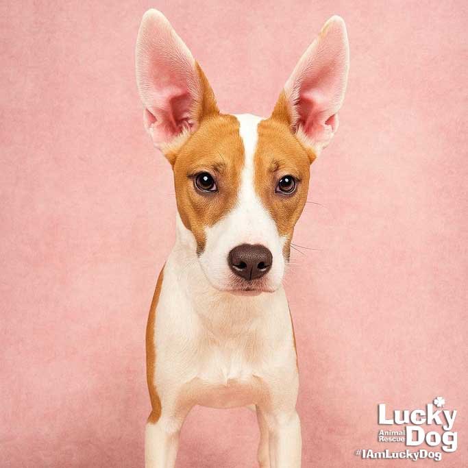 BEAUTY - Jack Russell Terrier / Labrador Retriever available for adoption