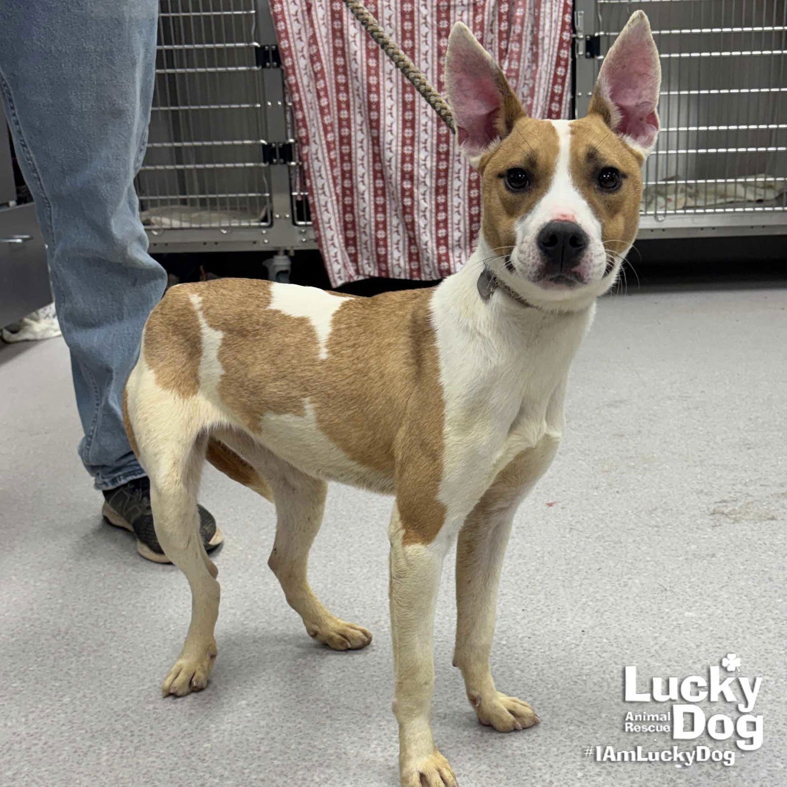 BEAUTY - Jack Russell Terrier / Labrador Retriever available for adoption