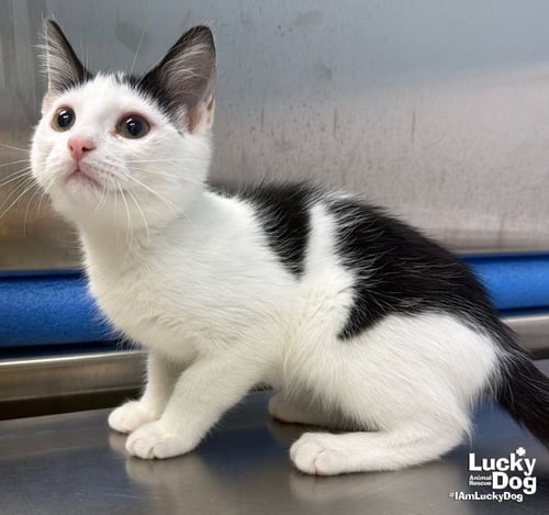MARVIN - Domestic Short Hair available for adoption