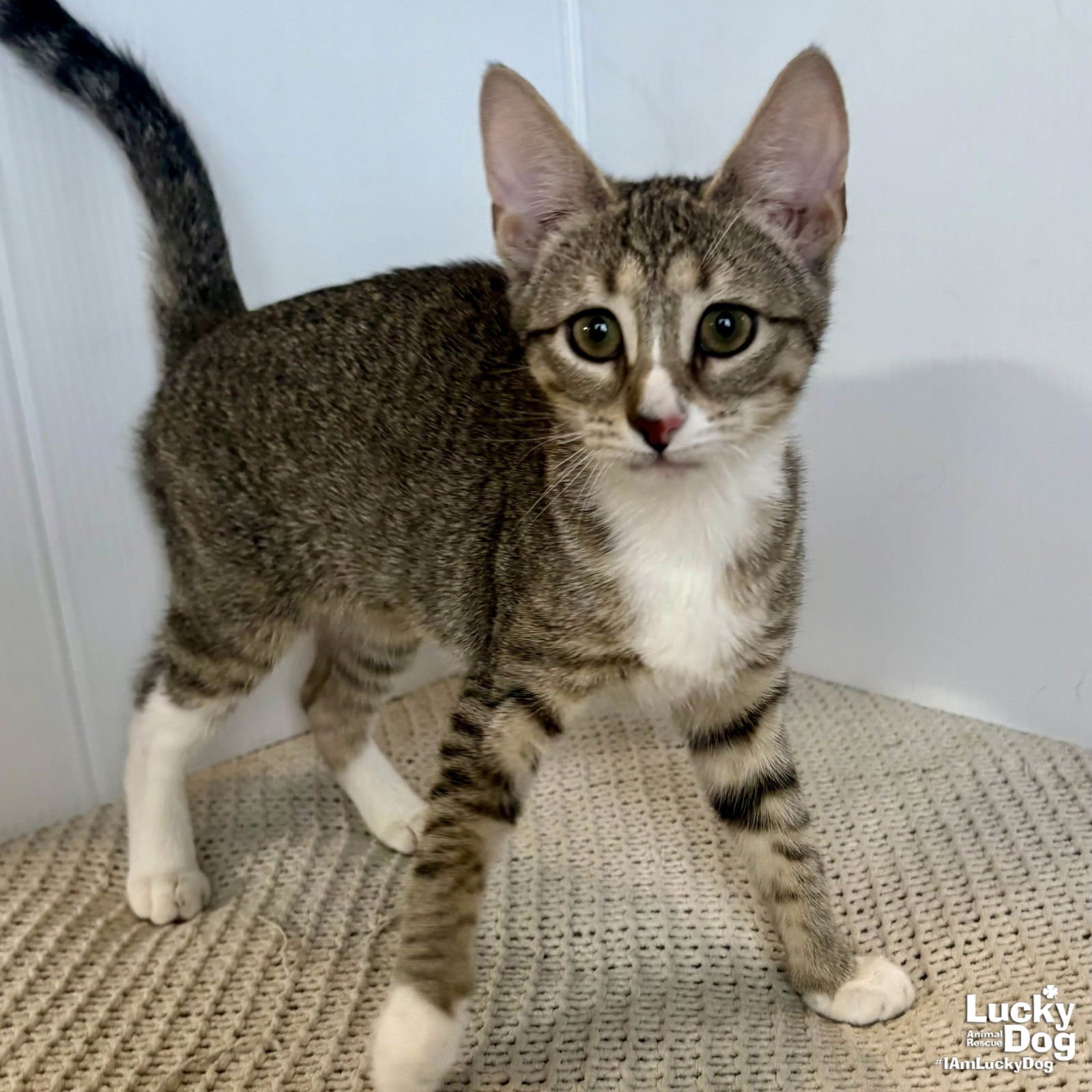 PUMPKIN - Domestic Short Hair available for adoption