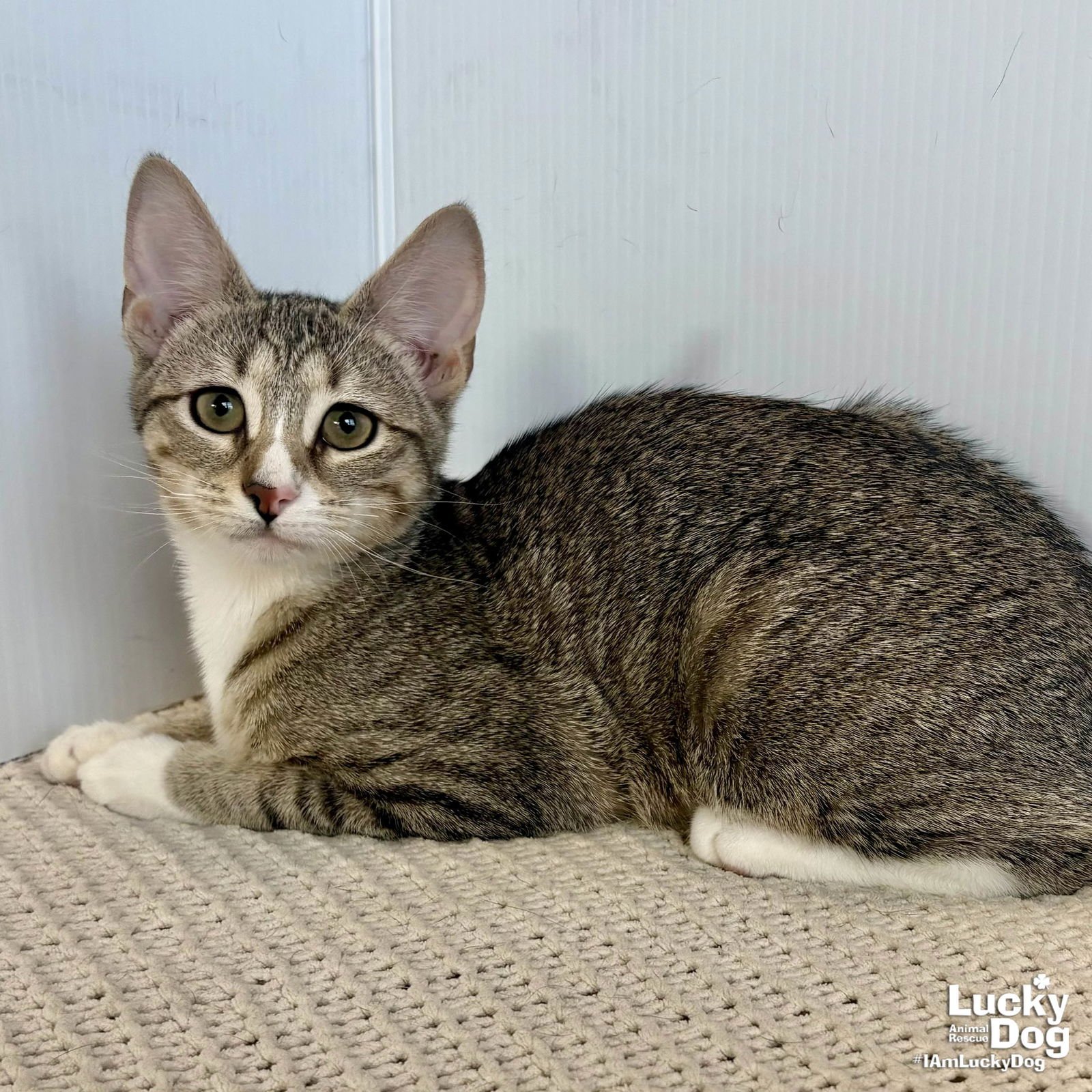 PUMPKIN - Domestic Short Hair available for adoption