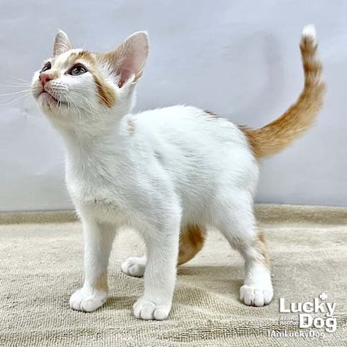 OBERON - Domestic Short Hair available for adoption