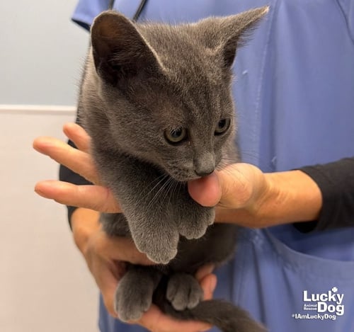 COE - Domestic Short Hair available for adoption