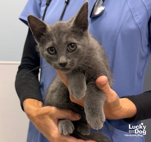COE - Domestic Short Hair available for adoption