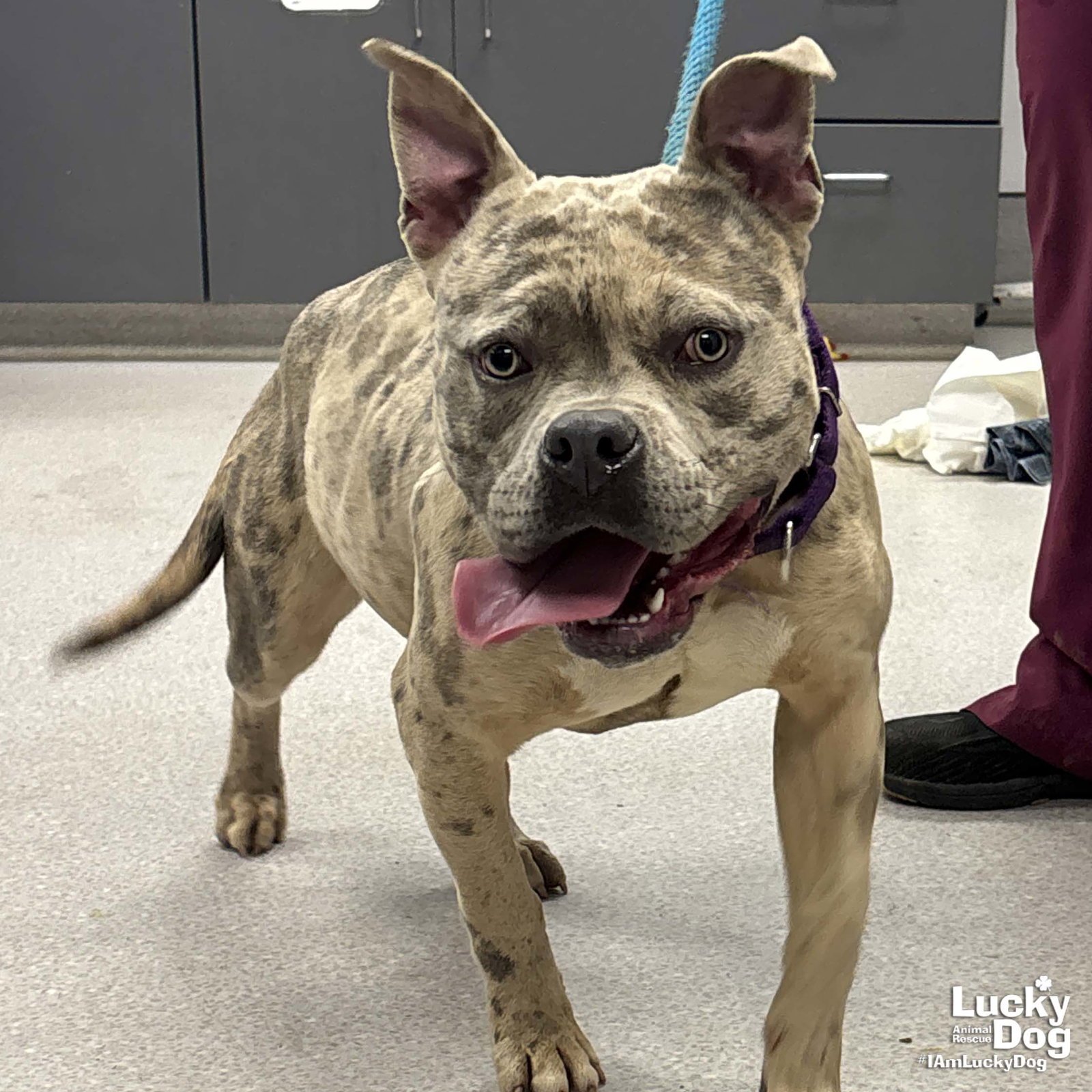 SPLATTER - American Bulldog / Terrier available for adoption