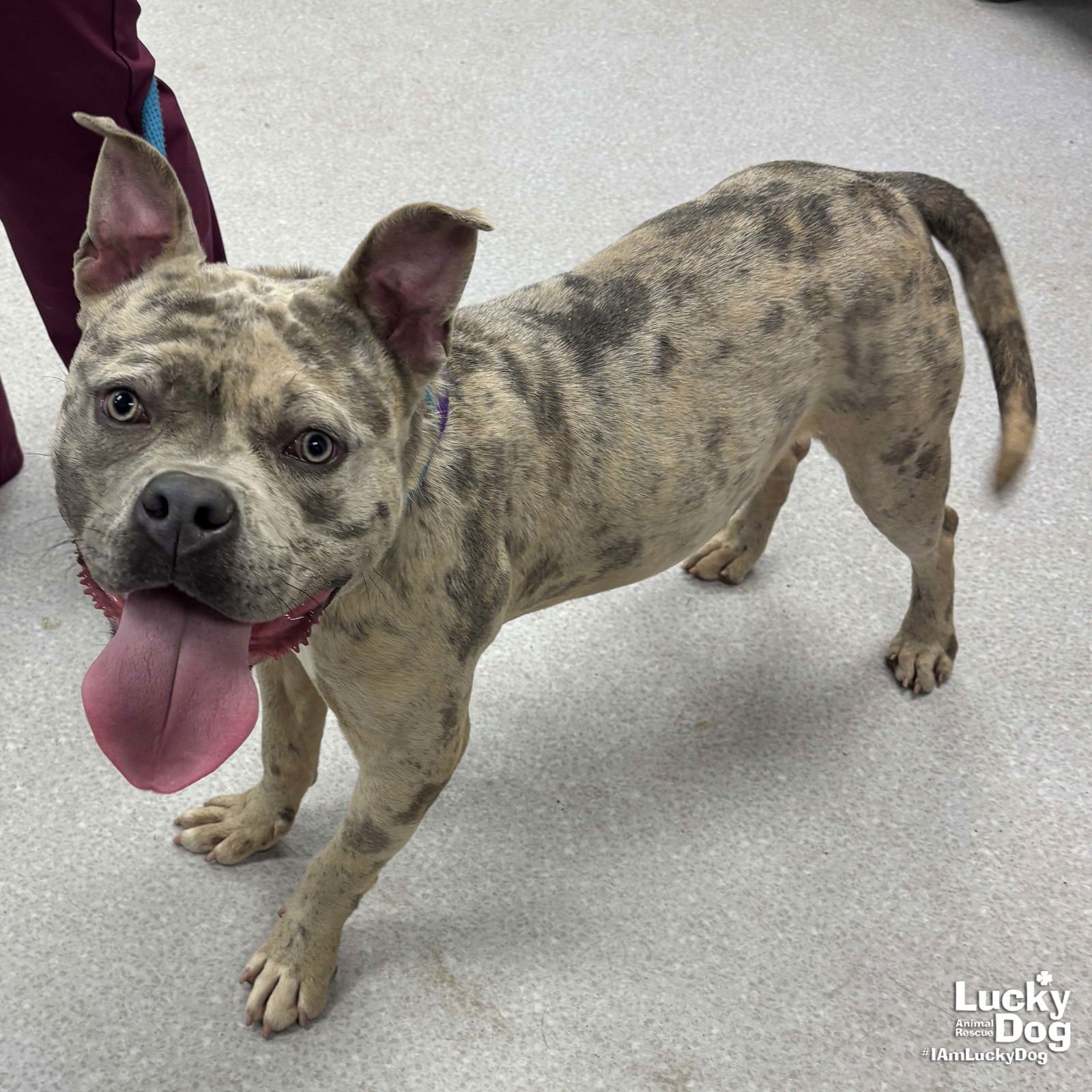 SPLATTER - American Bulldog / Terrier available for adoption