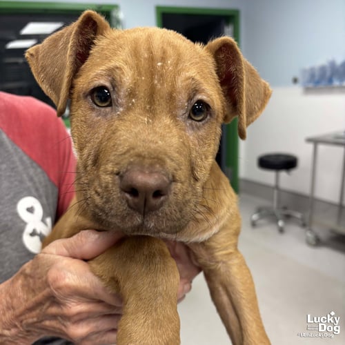 PIRATE - Terrier / Retriever available for adoption