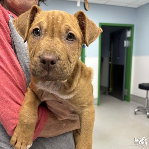 PIRATE - Terrier / Retriever available for adoption