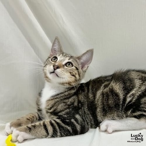 ICARUS - Domestic Short Hair / Tabby available for adoption