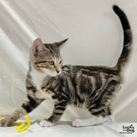 Icarus - Photo 3