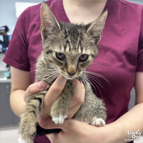 REID - Domestic Short Hair available for adoption