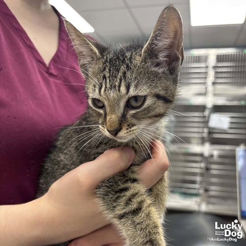 REID - Domestic Short Hair available for adoption