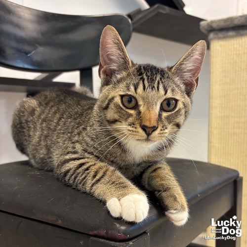 REID - Domestic Short Hair available for adoption