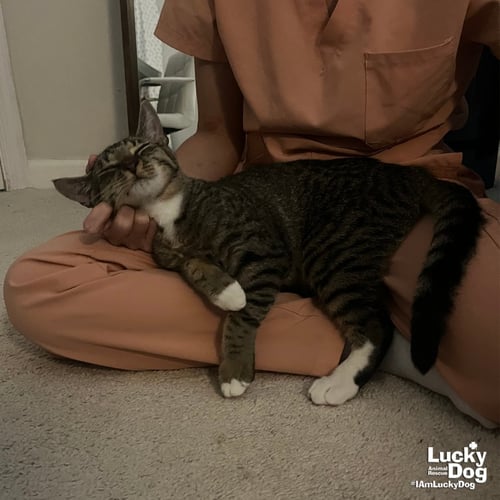 REID - Domestic Short Hair available for adoption