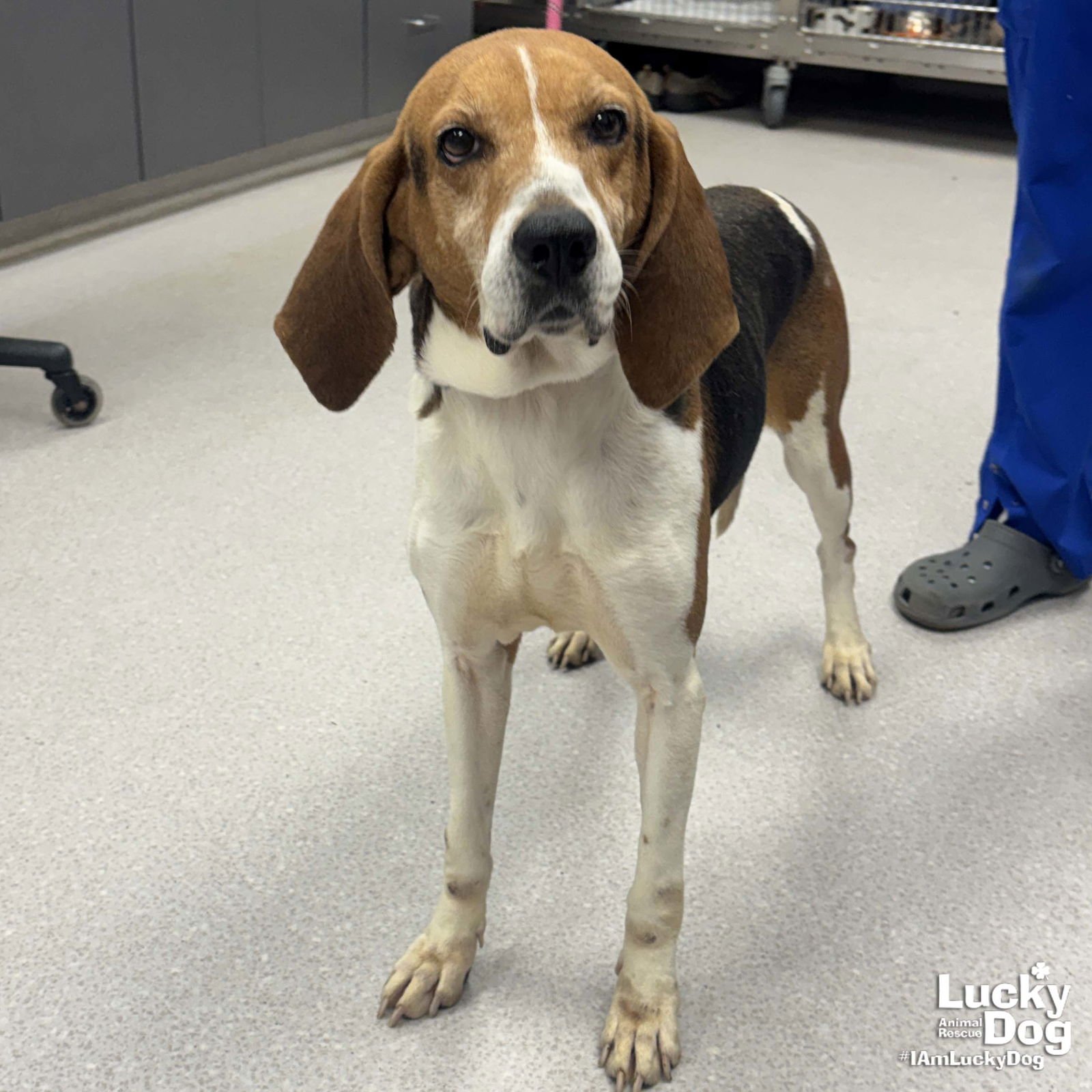 LADY BIRD - Treeing Walker Coonhound available for adoption