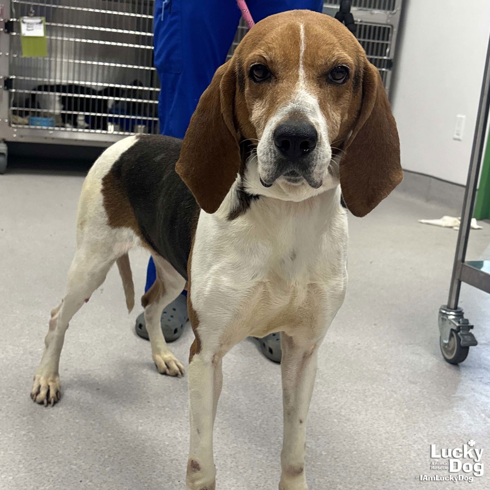 LADY BIRD - Treeing Walker Coonhound available for adoption