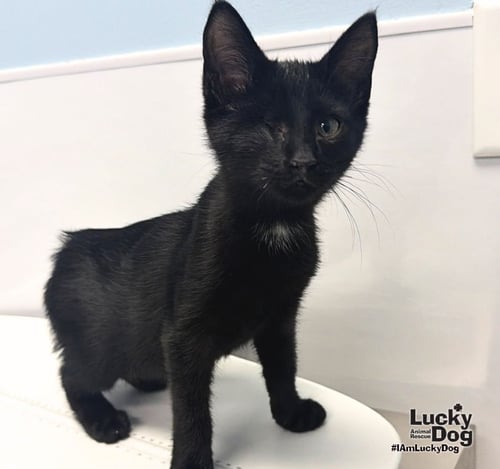 AVERY - Domestic Short Hair available for adoption