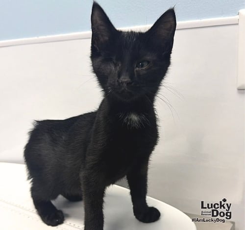 AVERY - Domestic Short Hair available for adoption