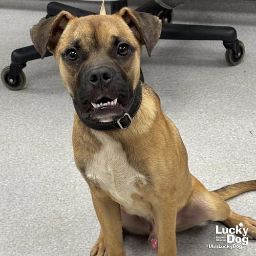 SIR BENJAMIN BUTTON - Shepherd / Boxer available for adoption