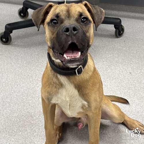 SIR BENJAMIN BUTTON - Shepherd / Boxer available for adoption