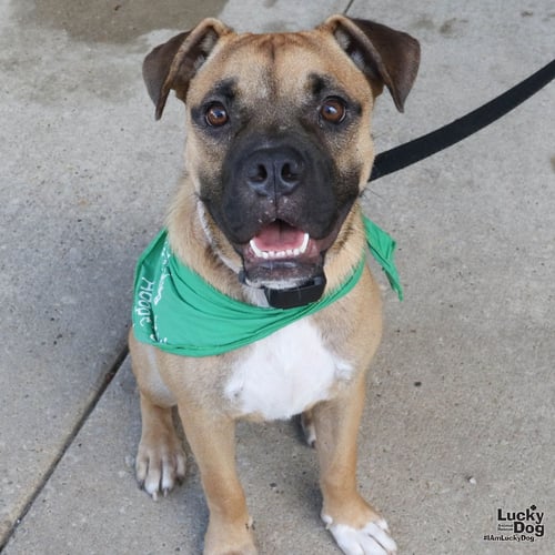 SIR BENJAMIN BUTTON - Shepherd / Boxer available for adoption