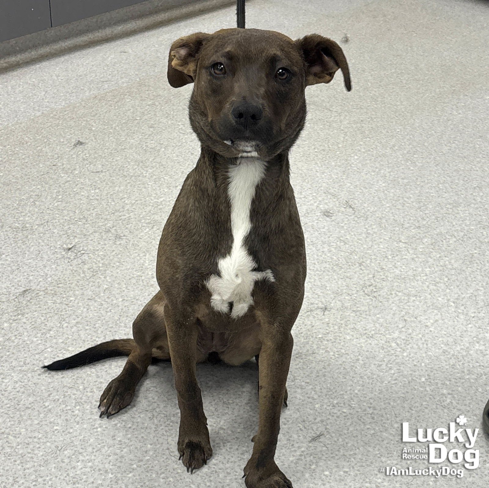 ARIEL - Labrador Retriever / Terrier available for adoption