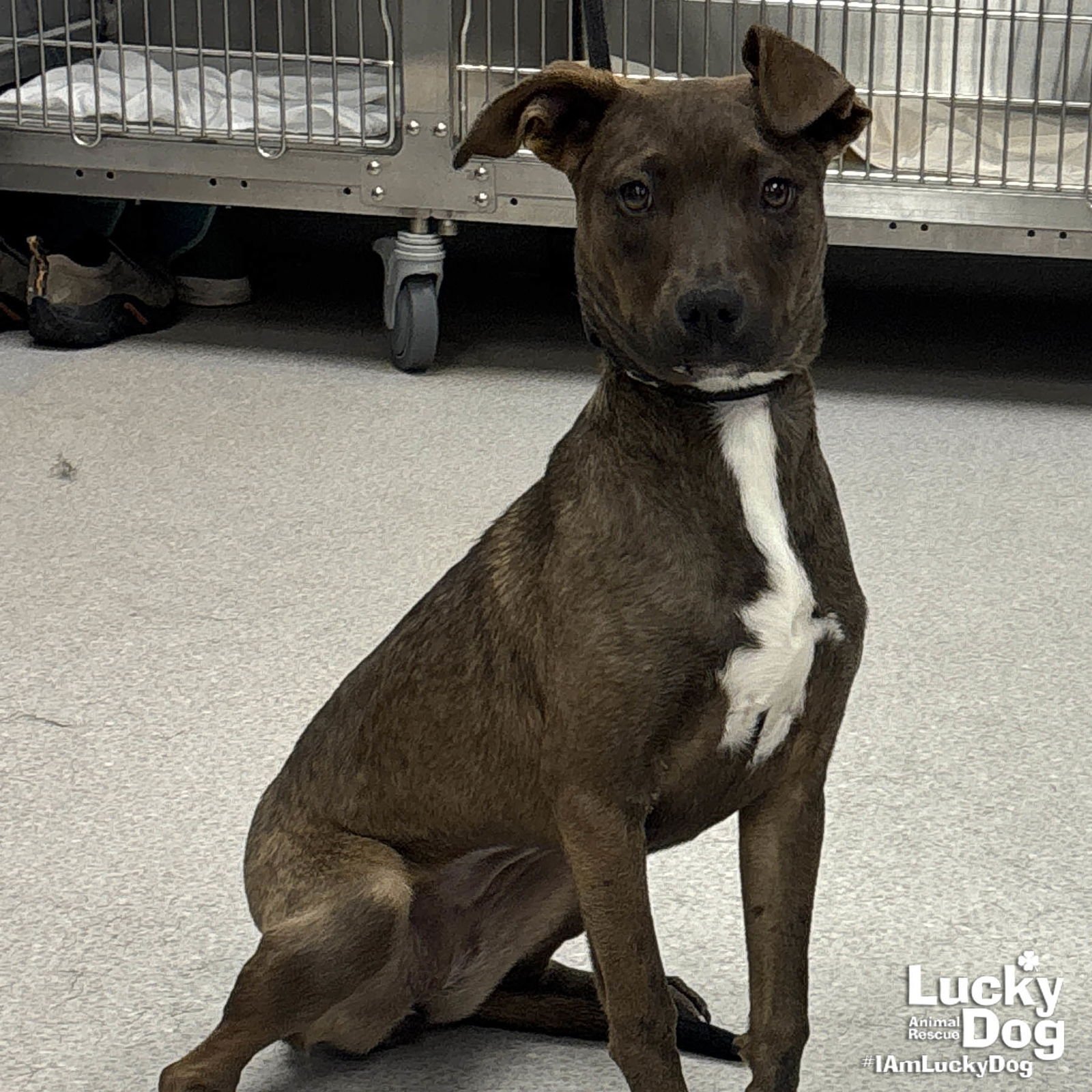 ARIEL - Labrador Retriever / Terrier available for adoption