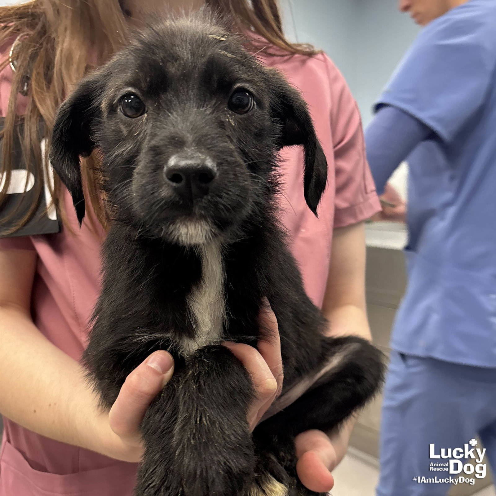 MARTIAN - Labrador Retriever / Terrier available for adoption