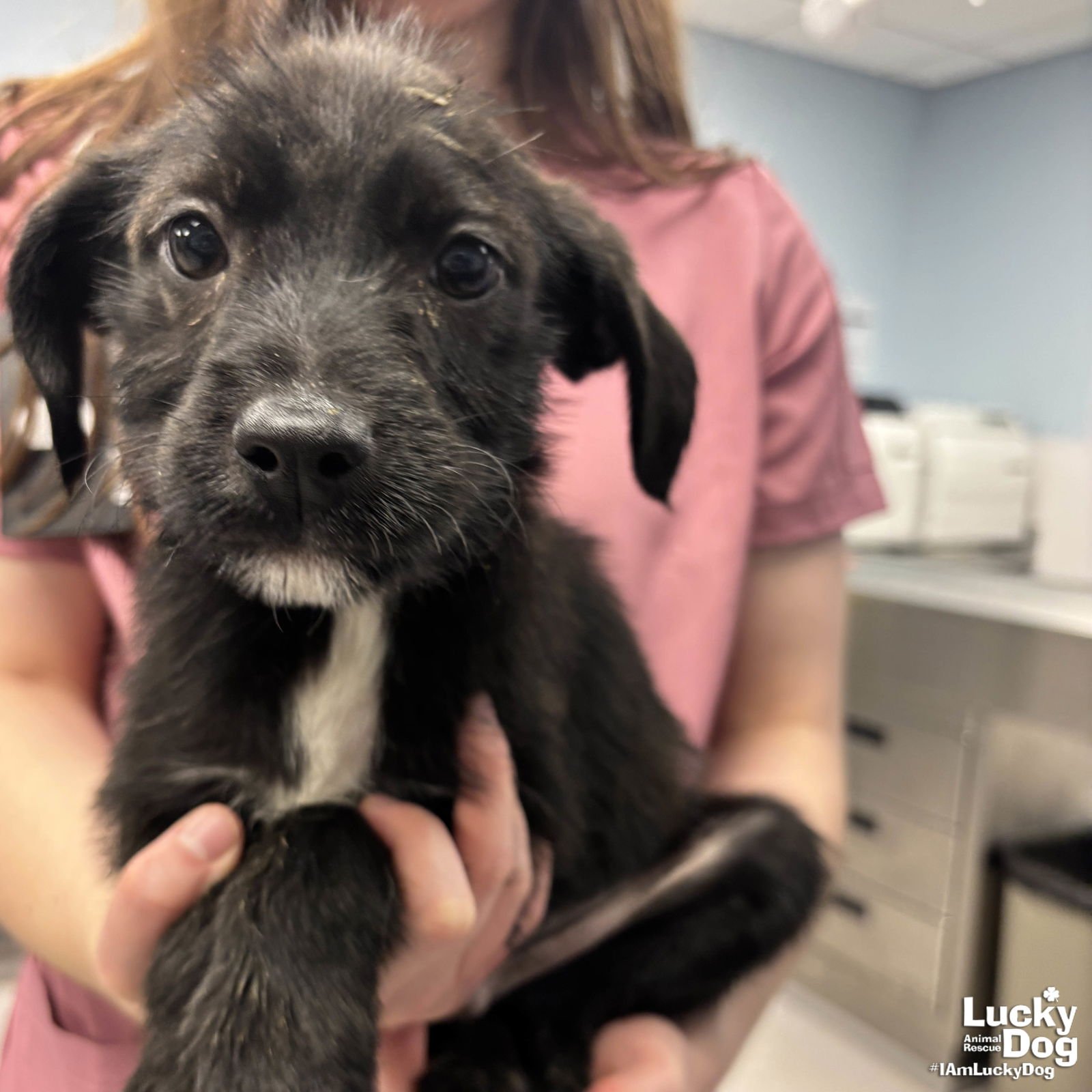 MARTIAN - Labrador Retriever / Terrier available for adoption