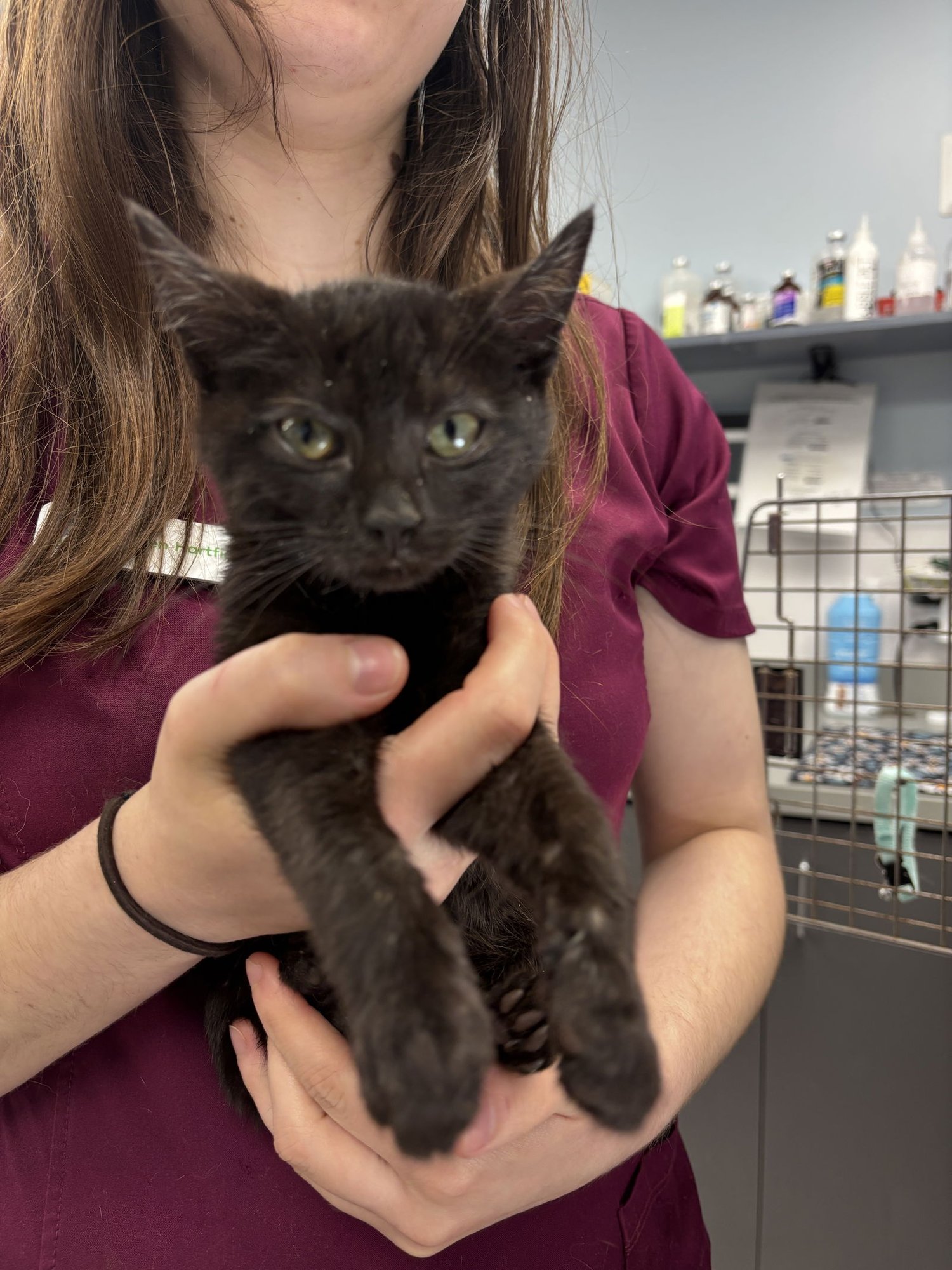 FRESCA - Domestic Short Hair available for adoption