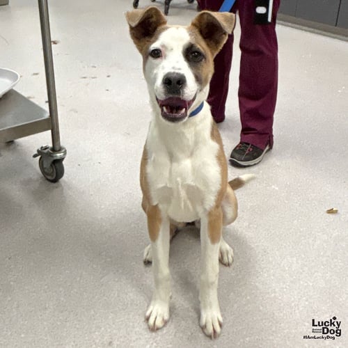 BONNIE - Australian Shepherd / Shepherd available for adoption
