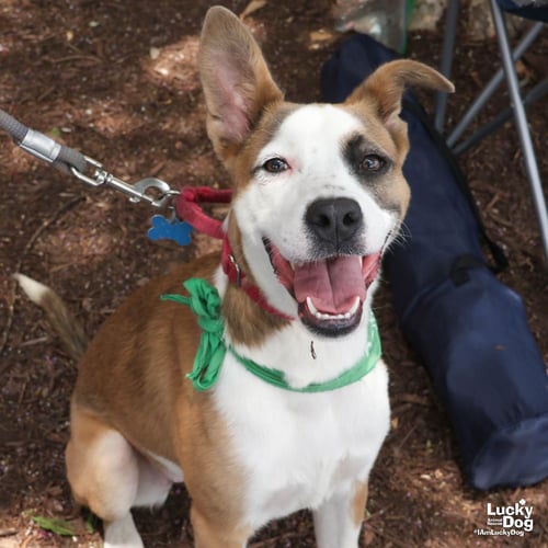 BONNIE - Australian Shepherd / Shepherd available for adoption