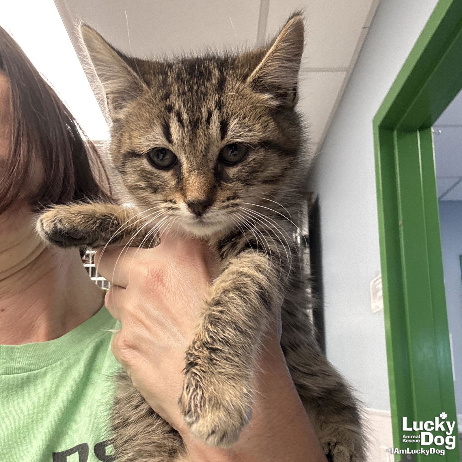 BRANDY - Domestic Short Hair available for adoption