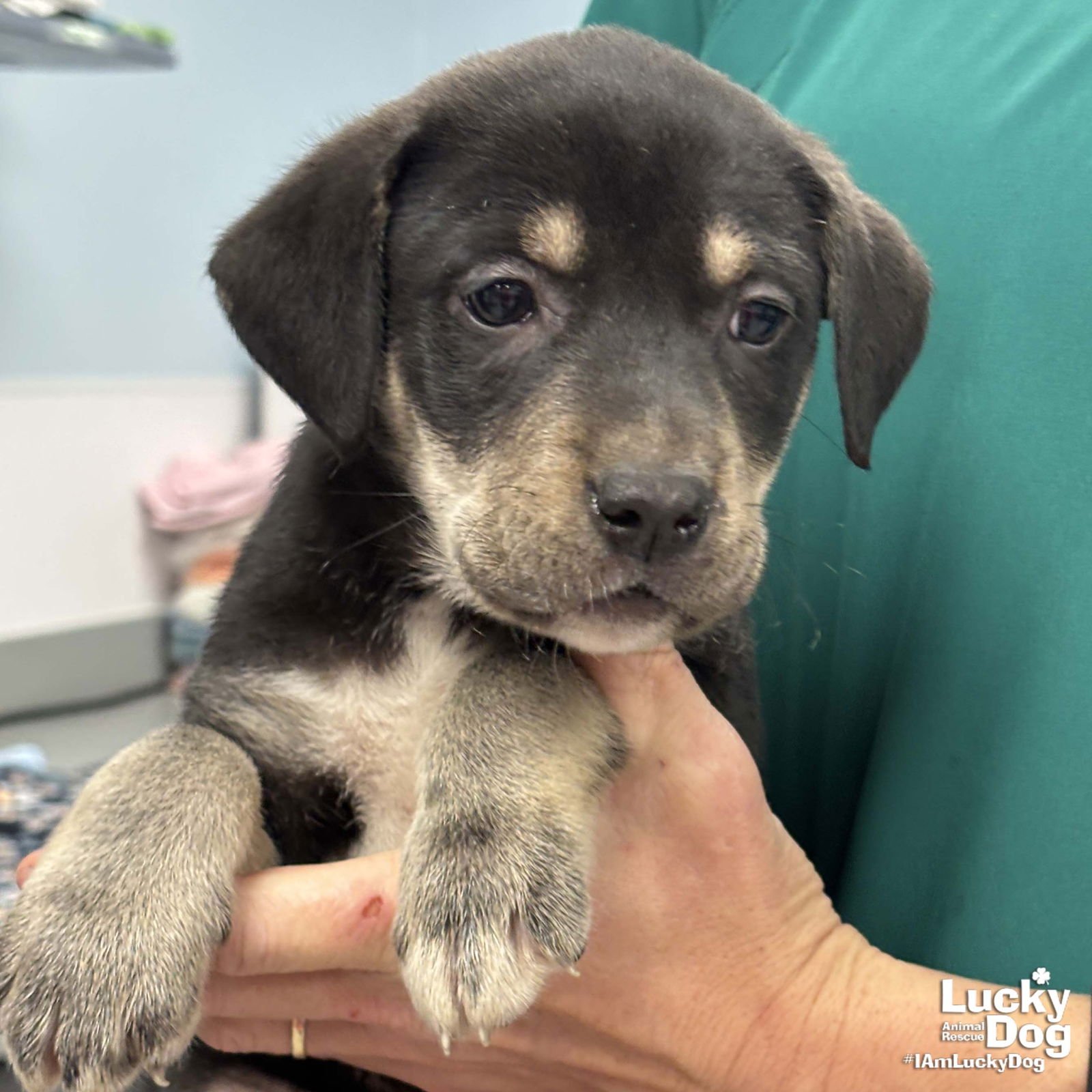 SMOKEY - Labrador Retriever / Shepherd available for adoption