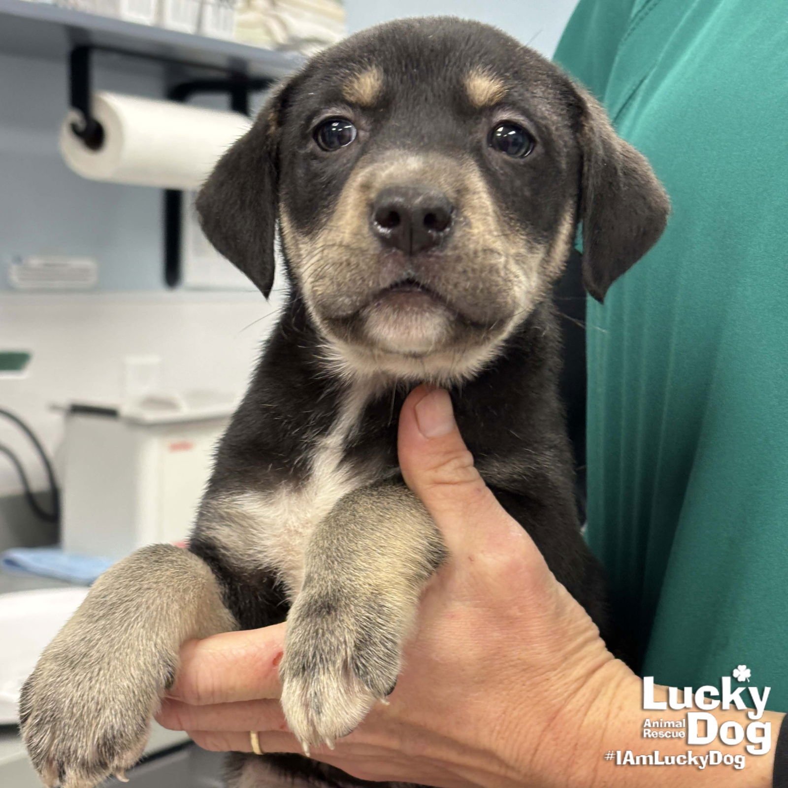 SMOKEY - Labrador Retriever / Shepherd available for adoption