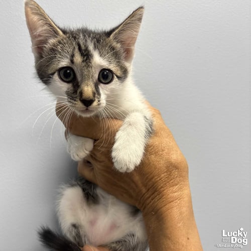 BOGEY - Domestic Short Hair / Tabby available for adoption