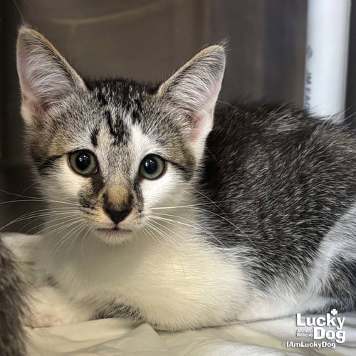 BOGEY - Domestic Short Hair / Tabby available for adoption