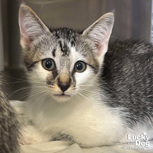 BOGEY - Domestic Short Hair / Tabby available for adoption