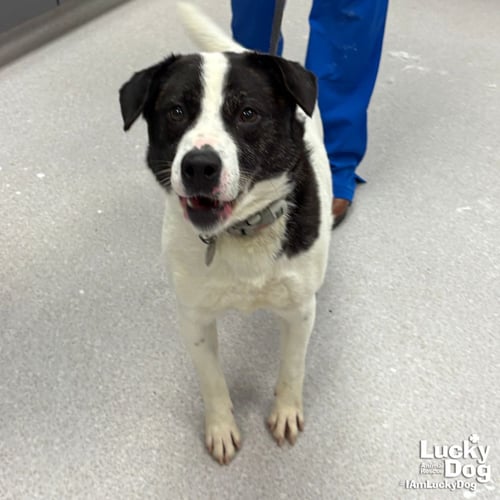 CECE - Spaniel / Pointer available for adoption