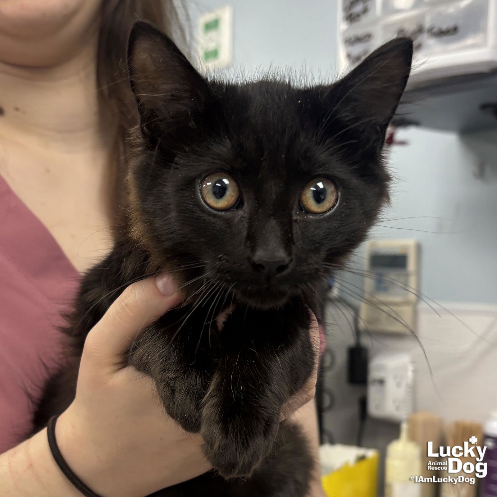 PARADOX - Domestic Medium Hair available for adoption