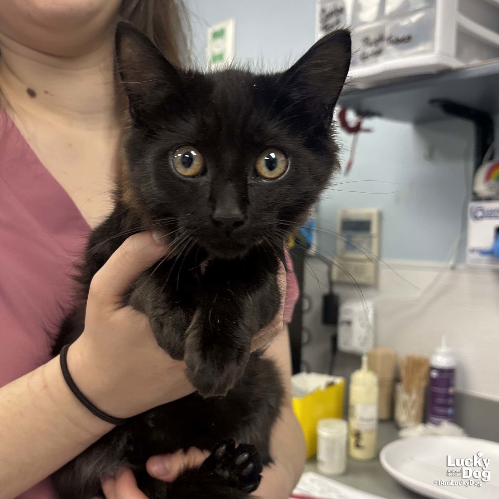 PARADOX - Domestic Medium Hair available for adoption